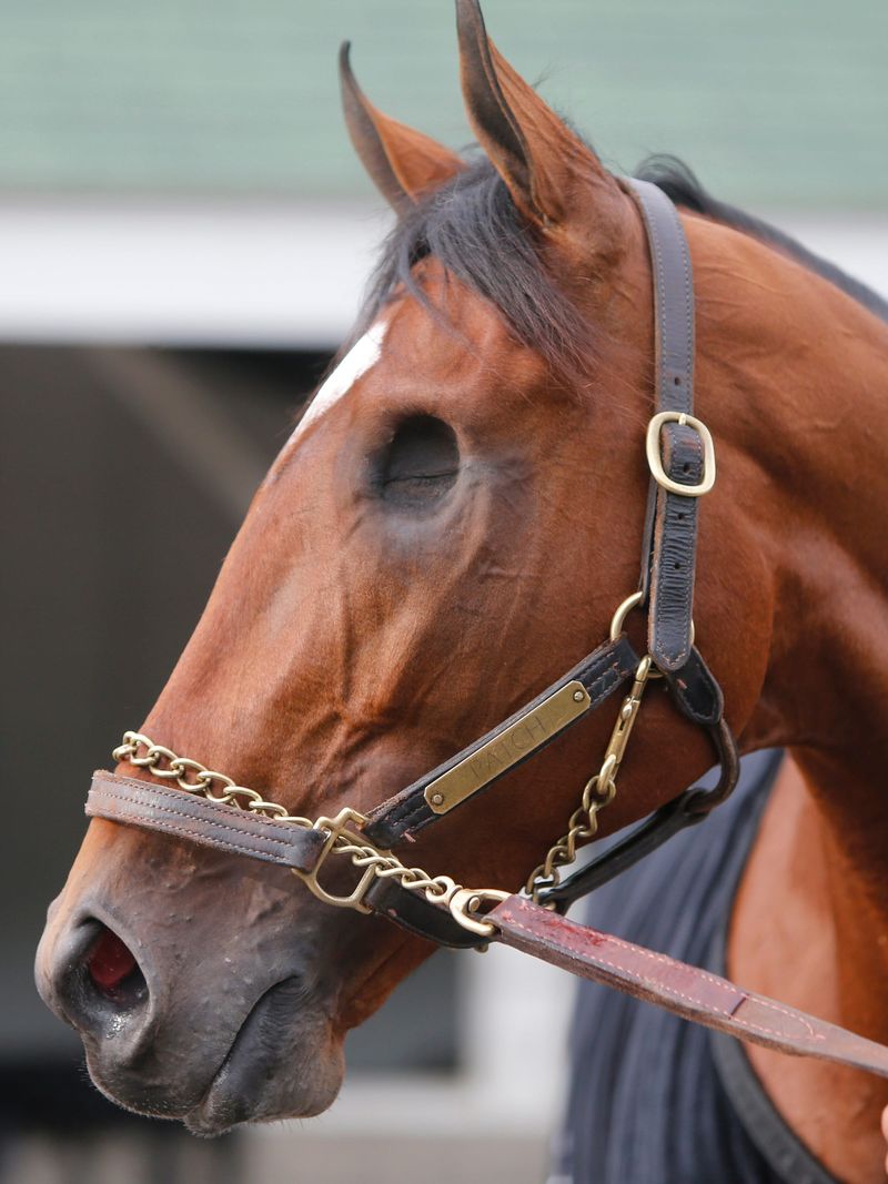 A Horse With One Eye