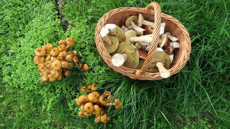 Mushroom Forage: Woodland Treasures