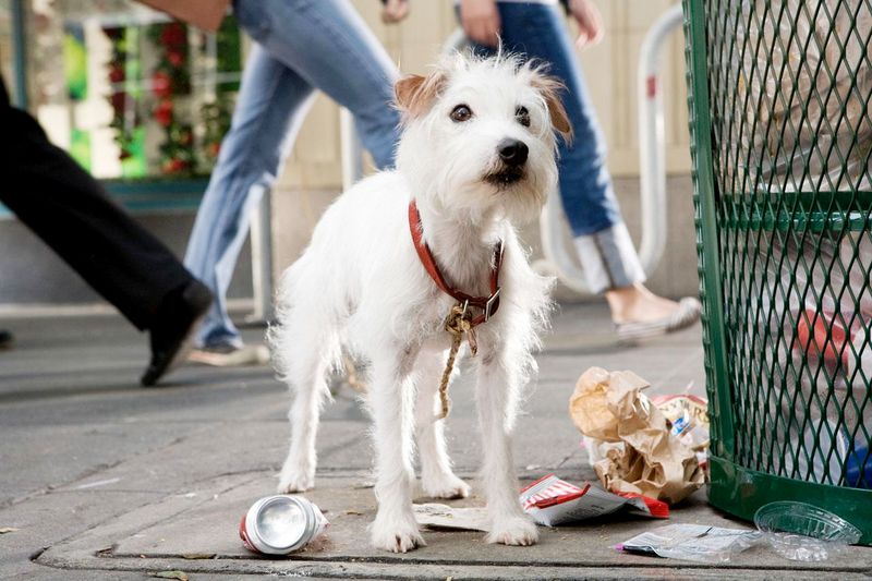 Hotel for Dogs (2009)