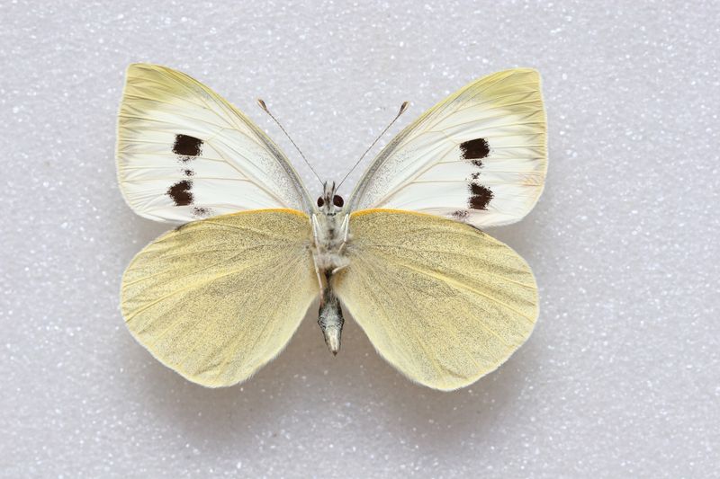 Madeiran Large White Butterfly