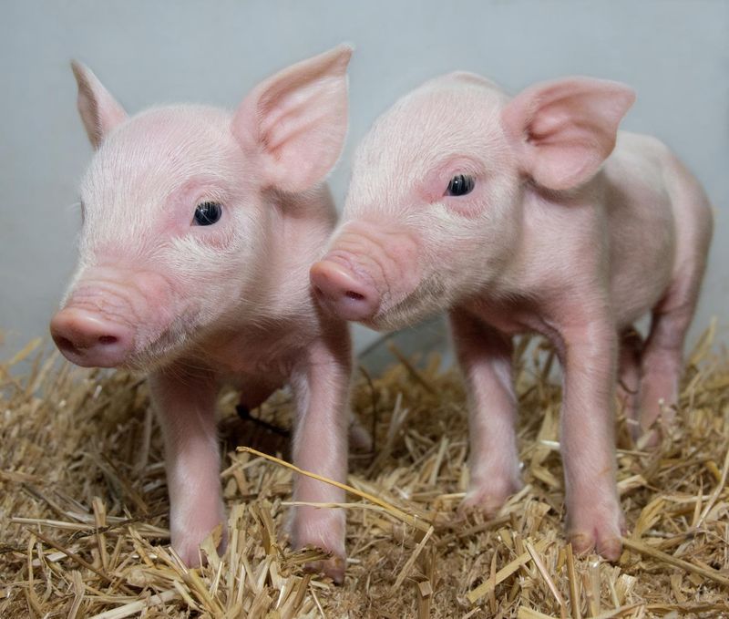 CRISPR-Edited Pigs (2017)