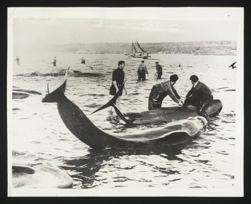 Whale Meat (Norwegian Navy)