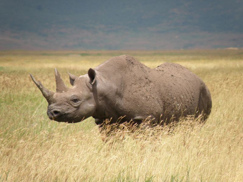 Western Black Rhino