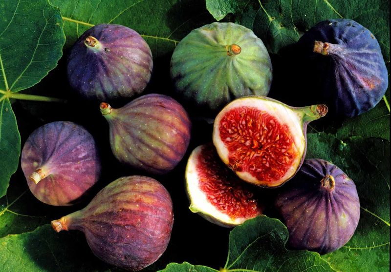 Figs (11,000+ years old)