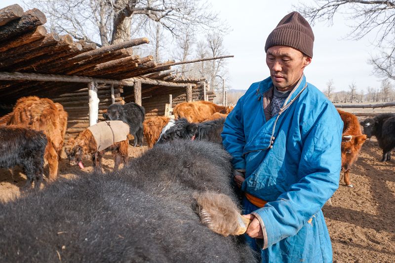 Mongolian Herder, Outer Mongolia 