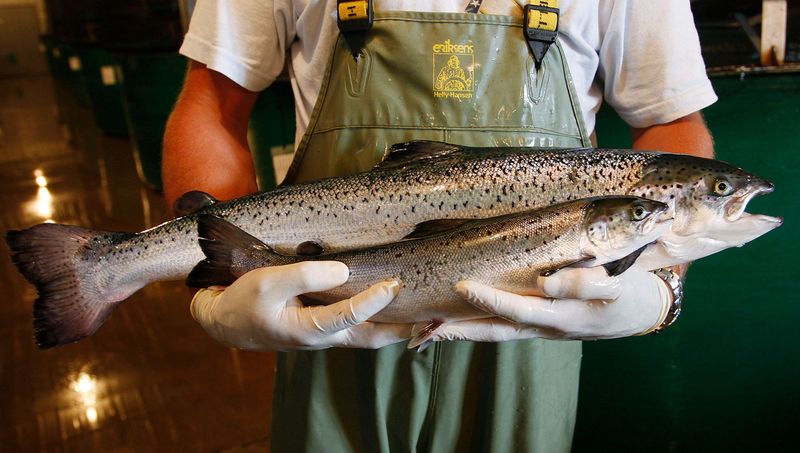 AquAdvantage Salmon (2015)