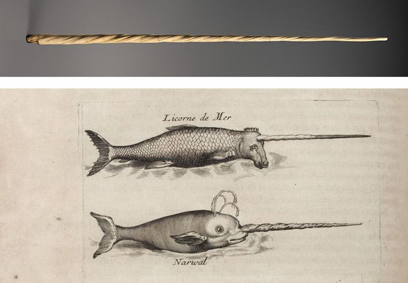 Narwhal Tusks as Unicorn Horns