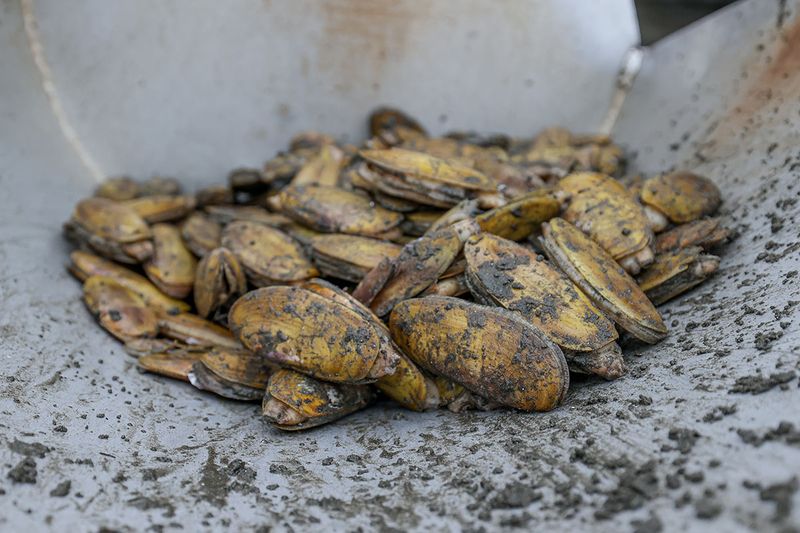 Crab, Clams, and Shellfish (Coastal Tribes)