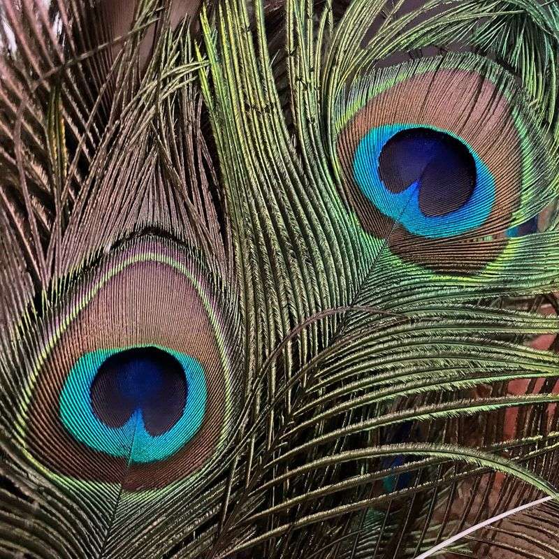 Peacock Feather Fears