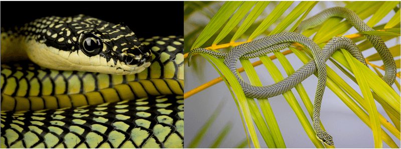 Venomous Snakes Hiding Everywhere