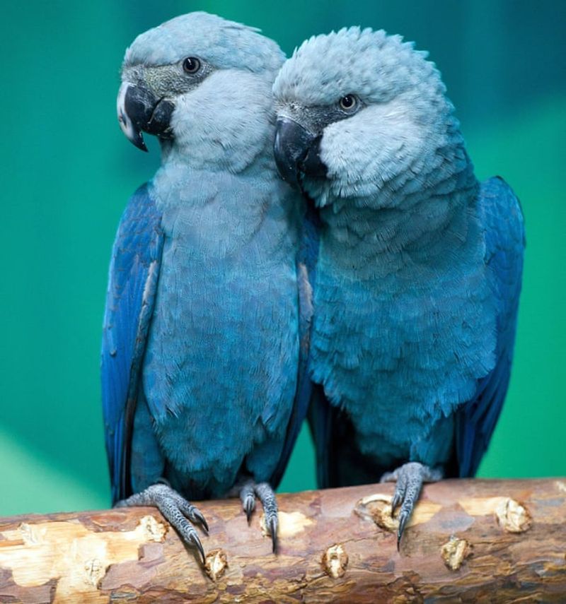 Spix's Macaw