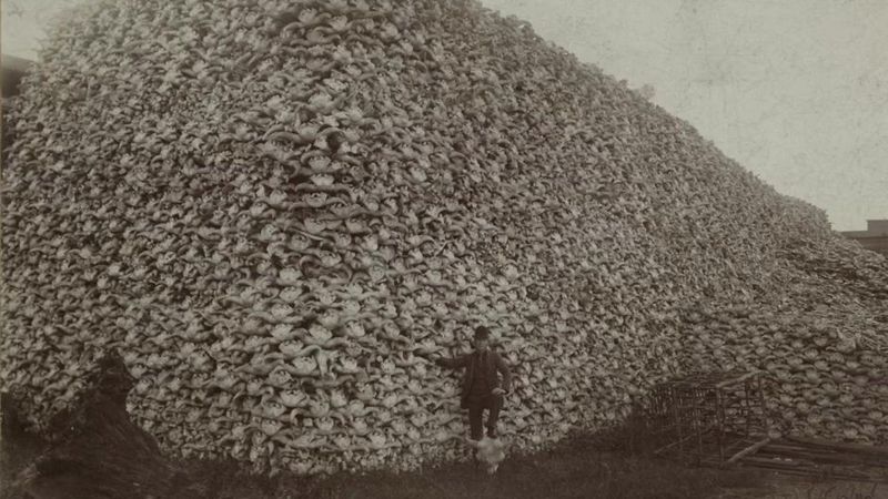 Buffalo Genocide as Military Strategy