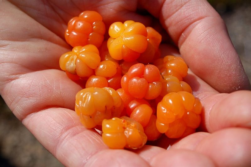 Berries (Crowberry, Salmonberry, Blueberry, Cloudberry)