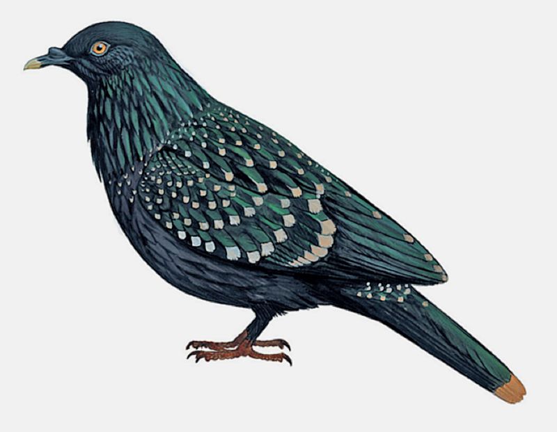 Liverpool Pigeon