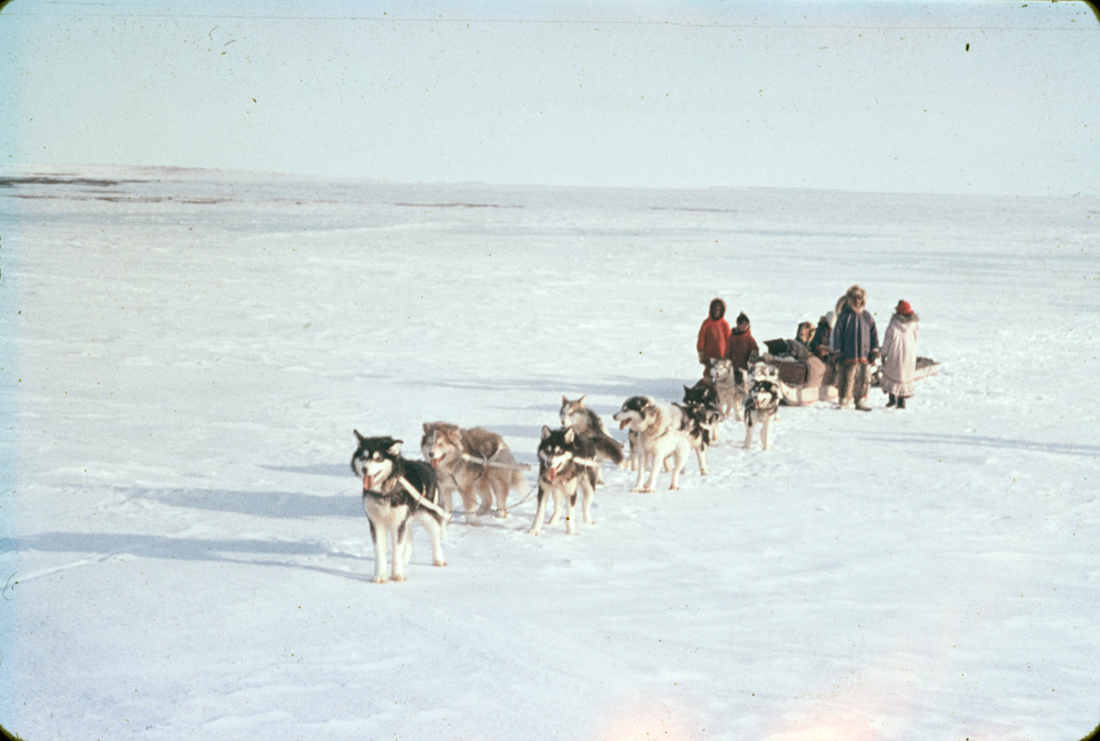 Canine Companions of the North