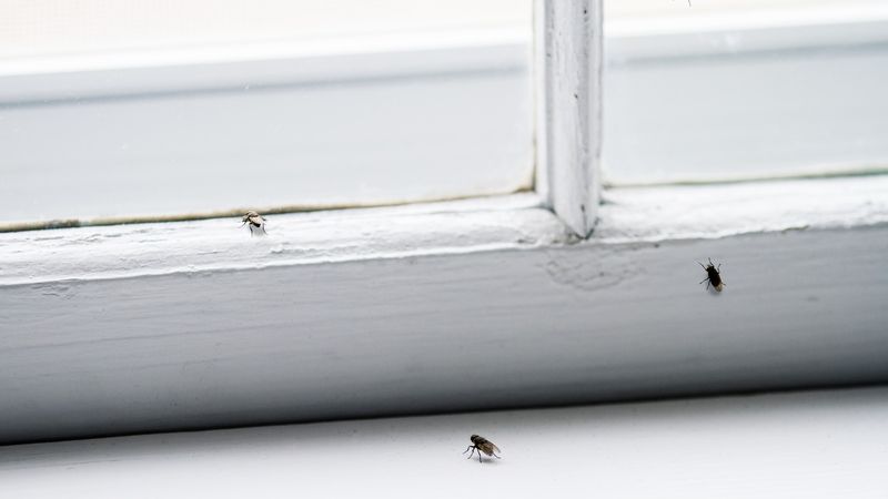 Chalk Lines to Stop Crawling Insects