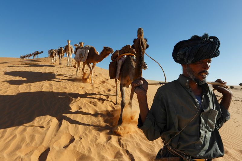 Tuareg Camel Caravan, Sahara Desert (1912)