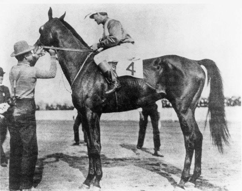 The Horse Who Just Stopped