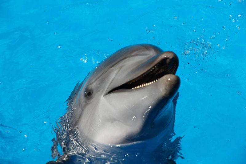 Treatment of Animals in Early Parks
