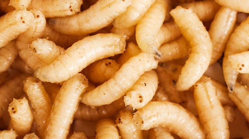 Using Maggots to Clean Wounds