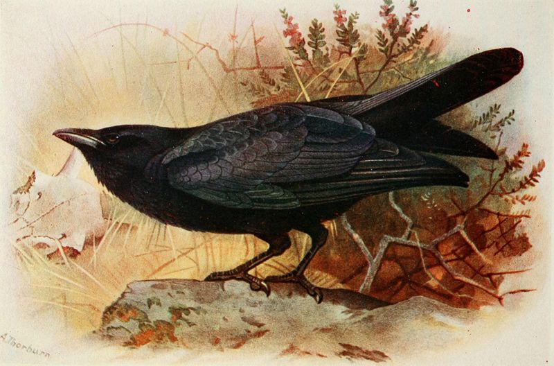 Bird-in-House Omens