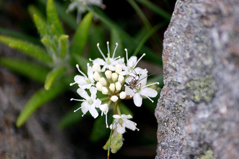 Tundra Tea and Medicinal Plants