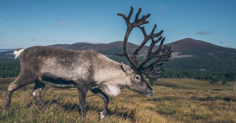 Caribou and Moose