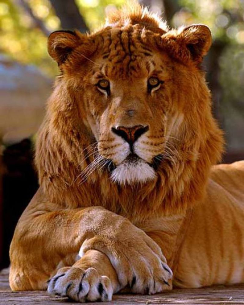 Liger (20th Century)
