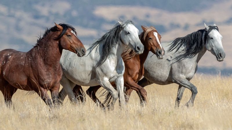 Wild Mustangs of the Frontier