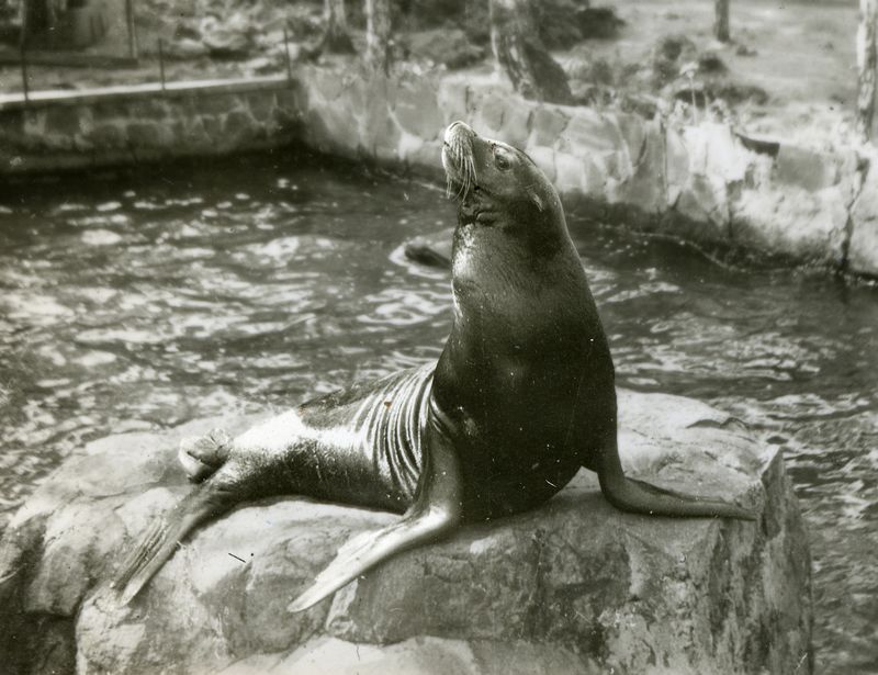 Japanese Sea Lion