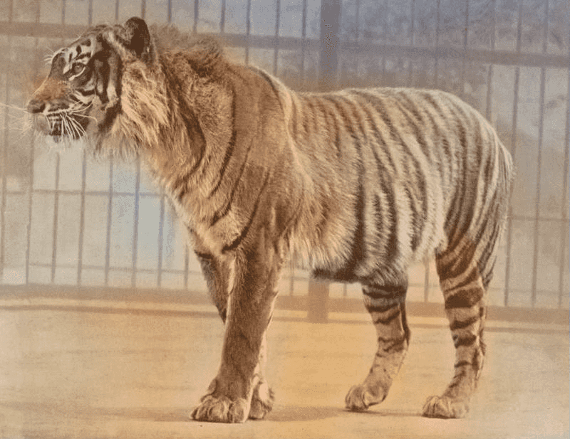 Javan Tiger