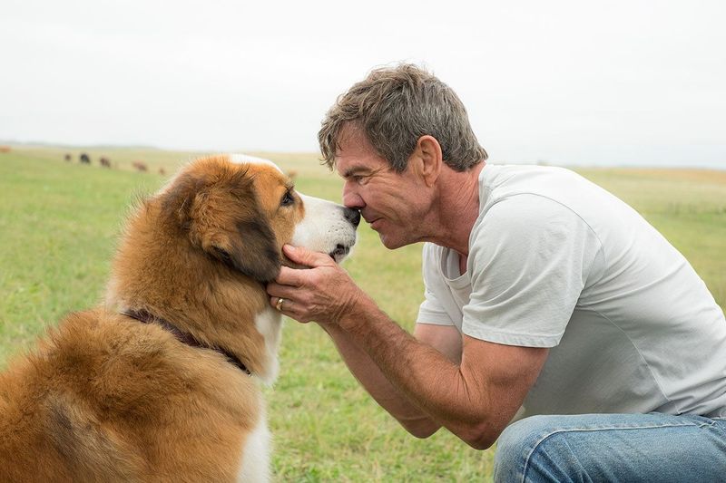 A Dog’s Purpose (2017)