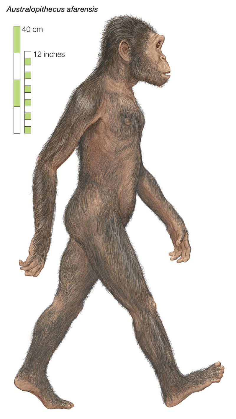 Australopithecus Walked Upright