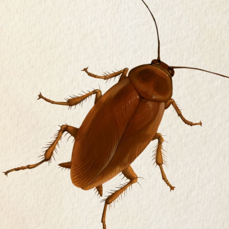 Giant Palmetto Bugs (a.k.a. Flying Roaches)