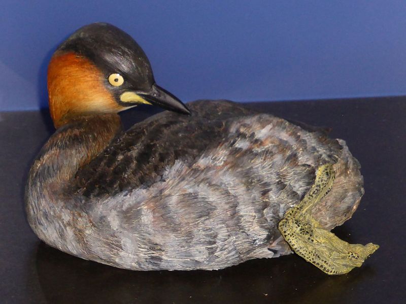 Alaotra Grebe