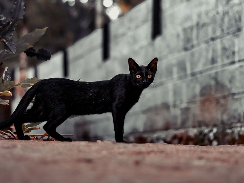 Black Cat Crossings