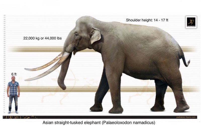 Palaeoloxodon namadicus