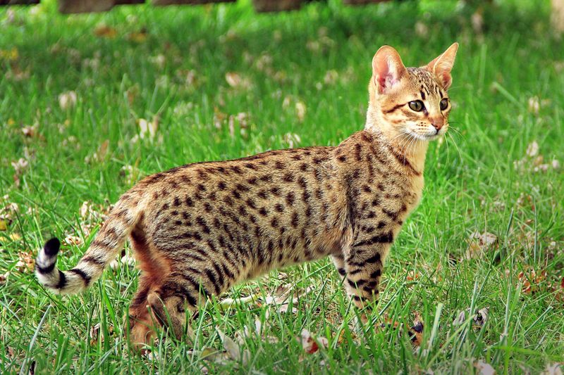 Savannah Cat (1986)