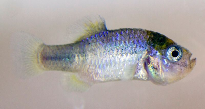 Catarina Pupfish