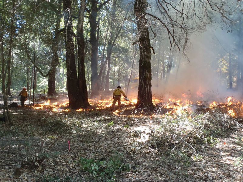 Fire Ecology Experts
