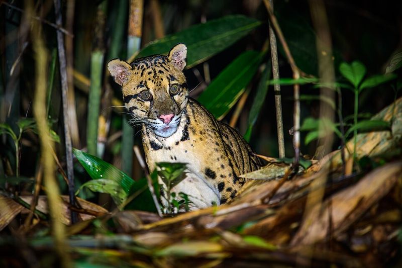 Formosan Clouded Leopard