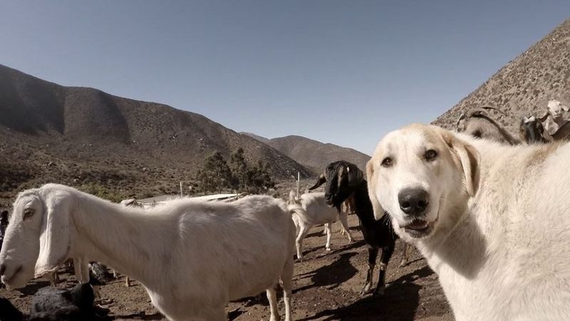 Daniel the Andes Goat Boy