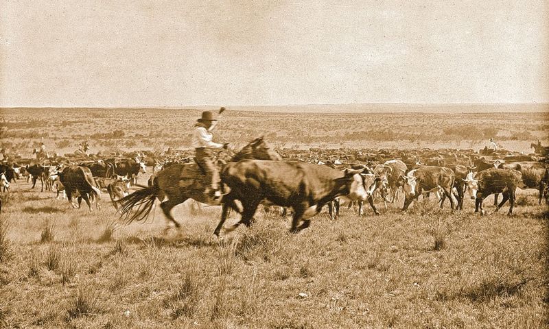 Cowboys and Cattle Kingdom