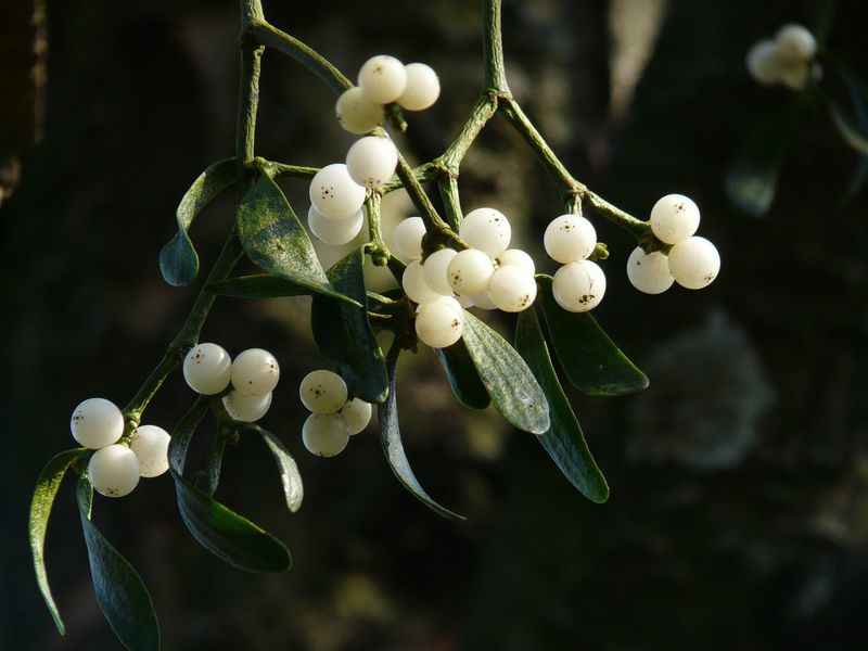 Mistletoe Kissing: Plant Of Peace And Passion