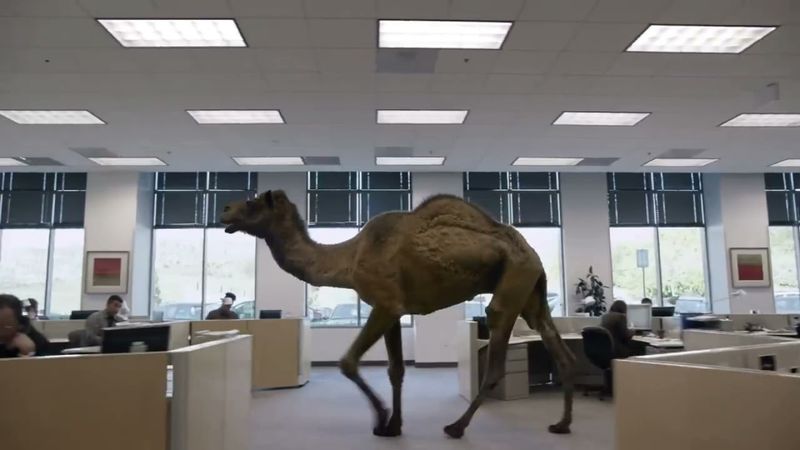 GEICO's Workplace Camel (2013)