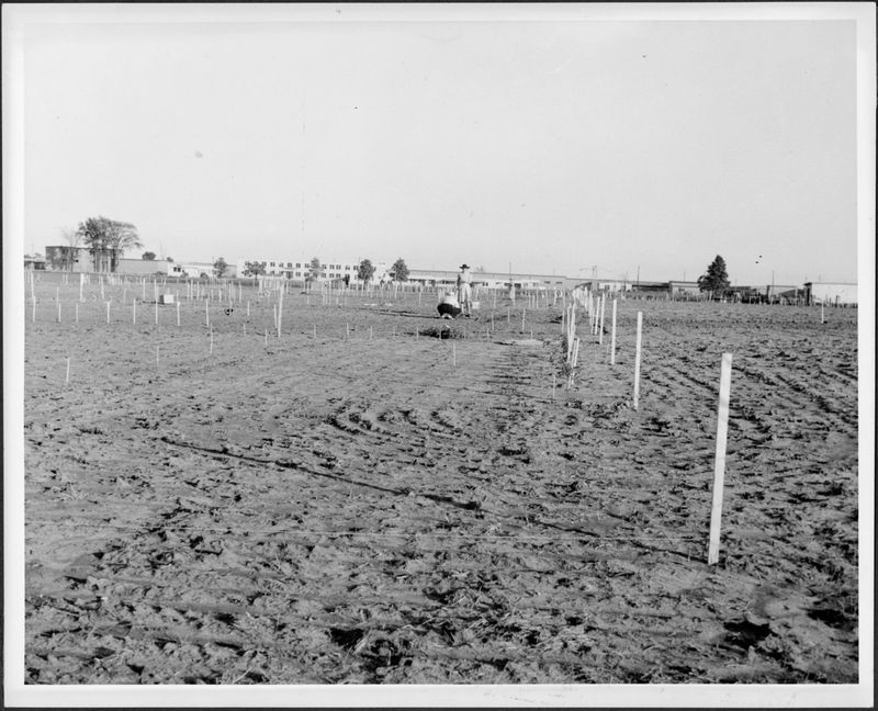 Victory Gardens