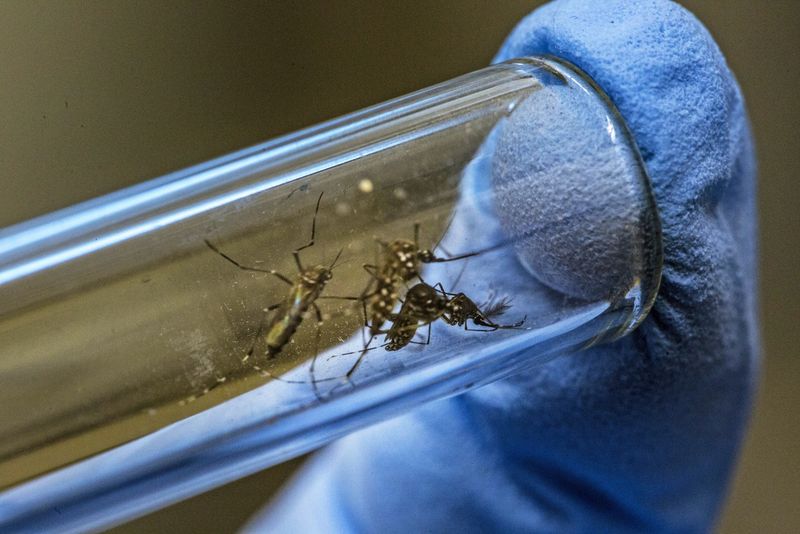 Genetically Modified Mosquitoes (2000s)