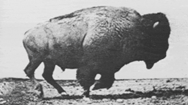 The Great Buffalo Slaughter