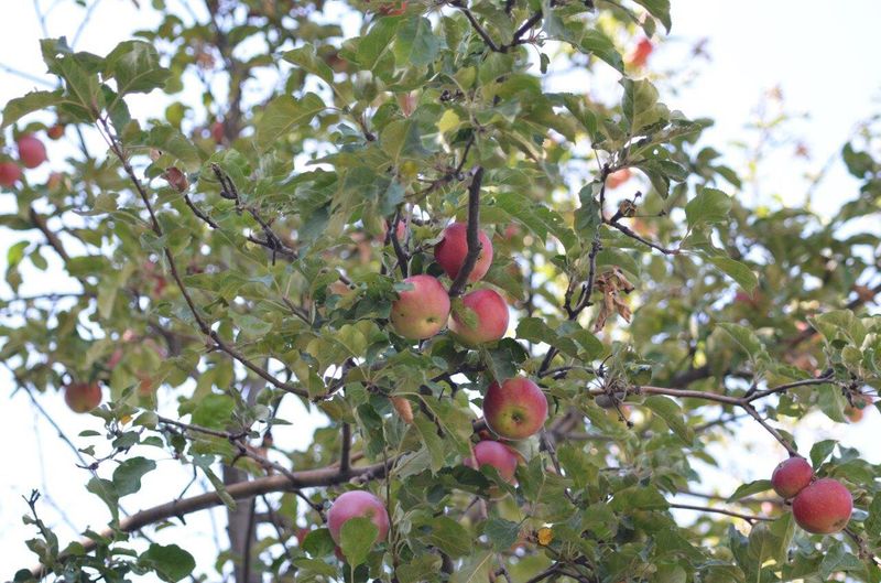 Apples (4,000+ years old)