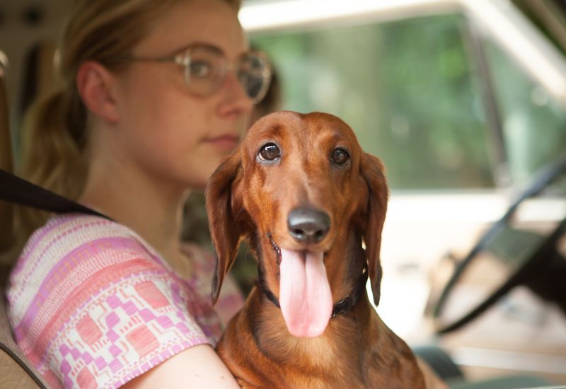 Wiener-Dog (2016)